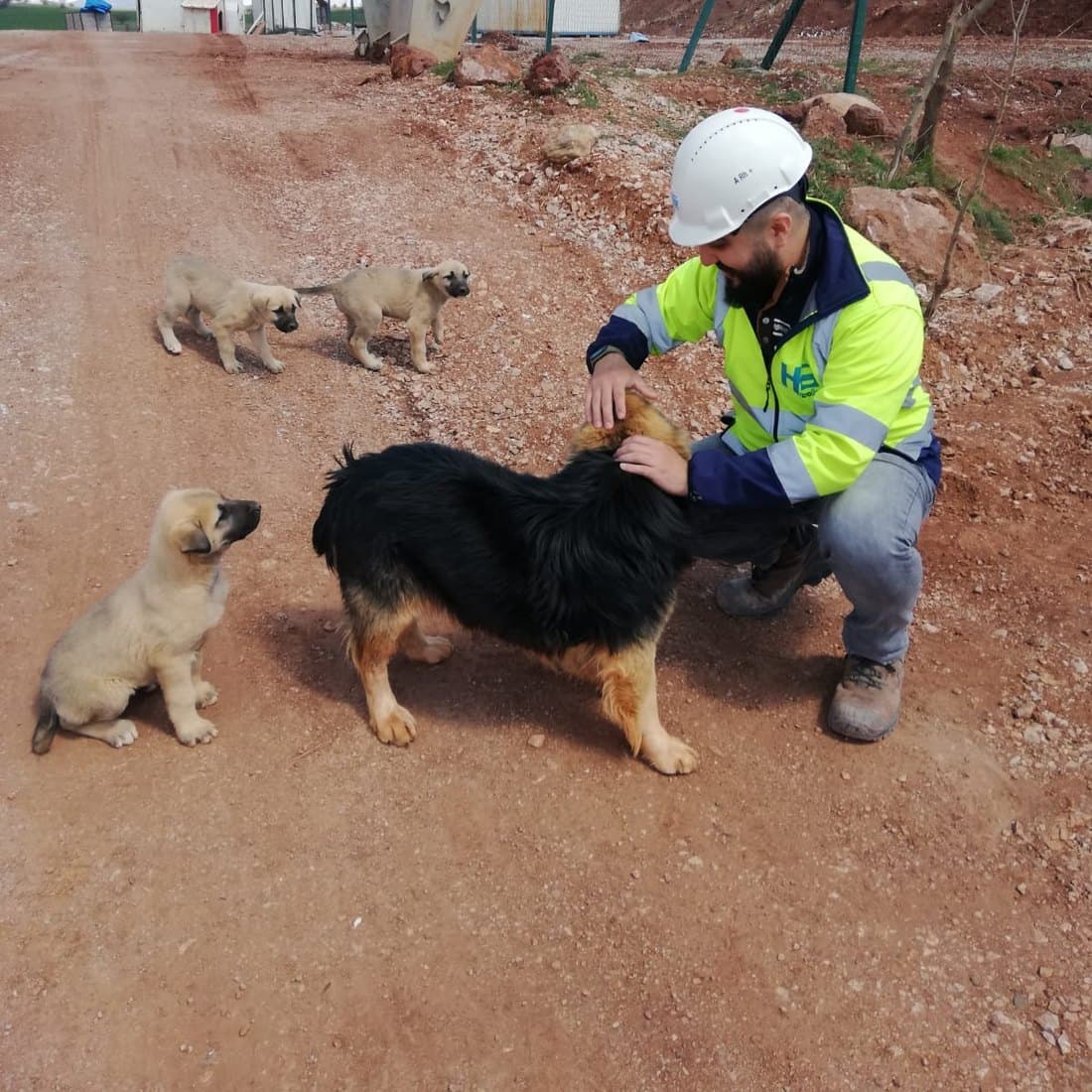 Crouching on a site road petting a dog, three puppies nearby